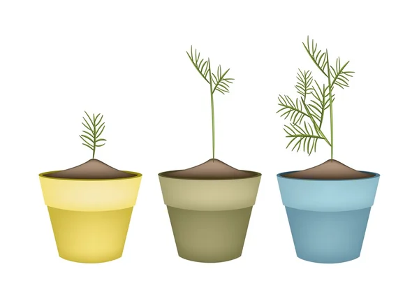 Tres plantas verdes en macetas de terracota — Vector de stock