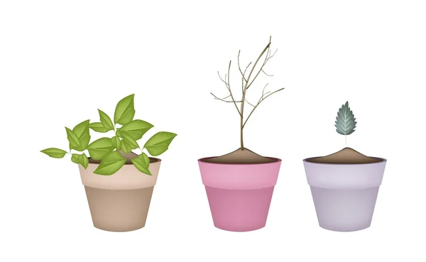 Preciosas plantas verdes y secas en macetas — Vector de stock