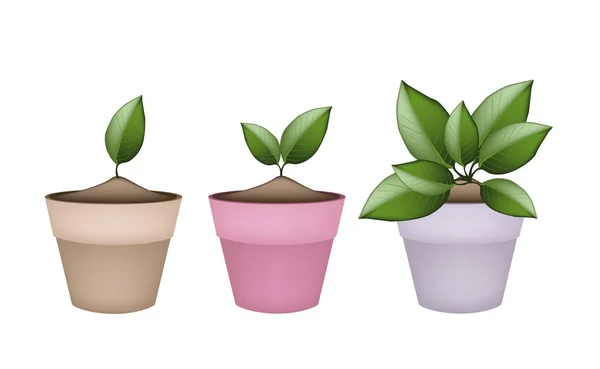 Adoráveis árvores verdes em vasos de flores de terracota — Vetor de Stock