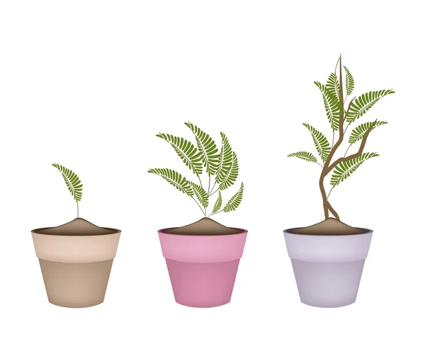 Tamarin frais en terre cuite Pots de fleurs — Image vectorielle