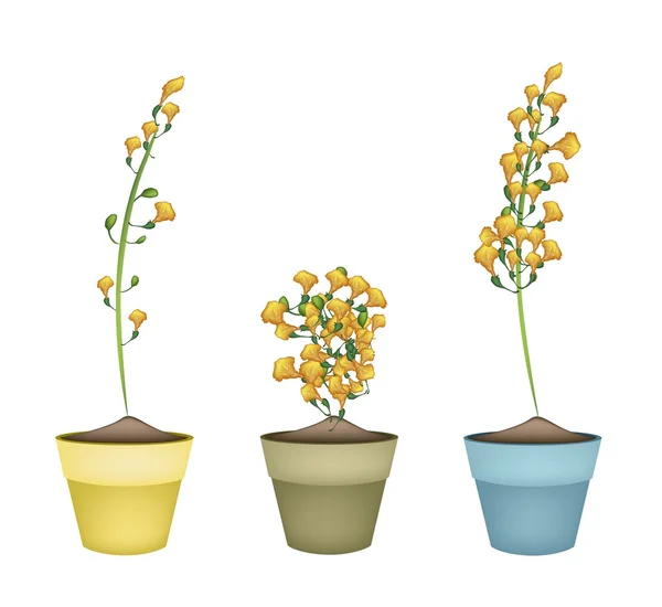 Yellow Padauk Flower in Ceramic Flower Pots — Stock Vector