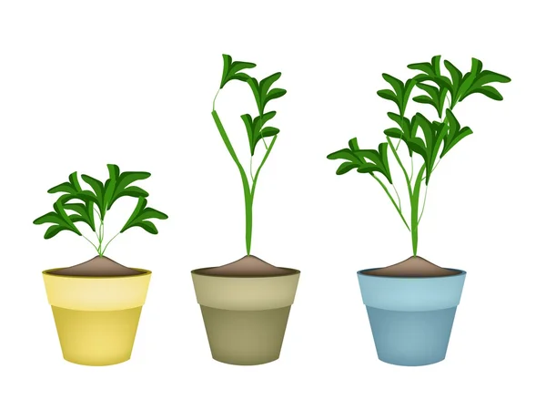 Tres plantas ornamentales en macetas de cerámica — Vector de stock