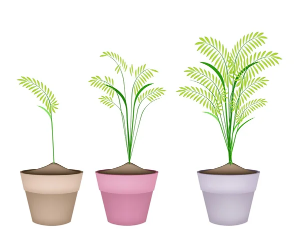 Cereal Plants or Ferns in Terracotta Flower Pots — Stock Vector