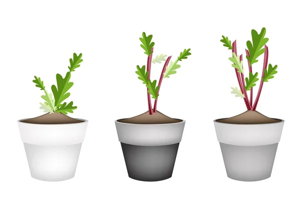 Radish Or Beet Plant in Ceramic Flower Pots — Stock Vector