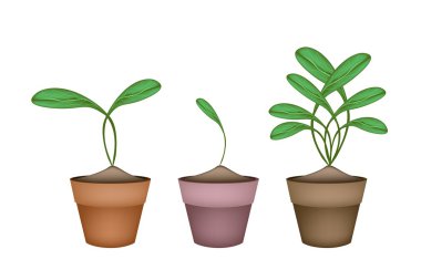 Brüksel Prouts bitkilerde seramik saksı