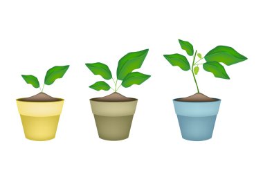 Noni veya Morinda Citrifolia ağaç seramik tencere