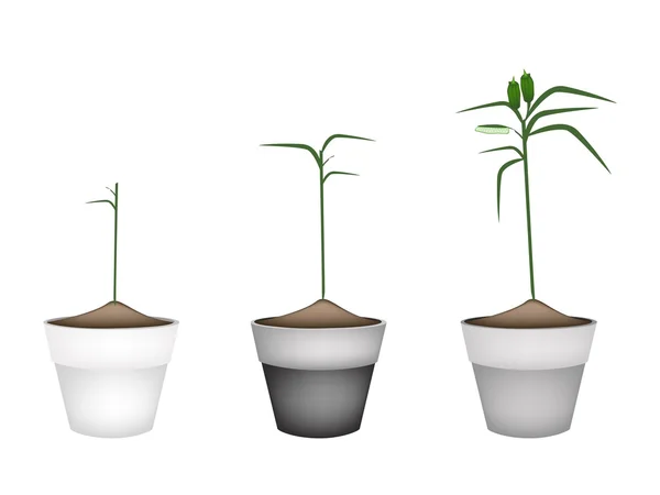 Plante de sésame frais dans des pots de fleurs en céramique — Image vectorielle