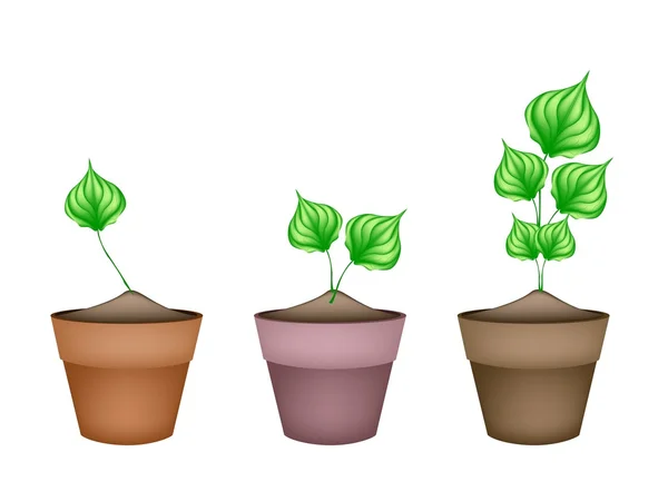 Green Wildbetal Leafbush in Ceramic Flower Pots — Stock Vector