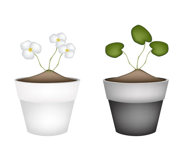 Common Frogbit Plants in Ceramic Flower Pots — Stock Vector