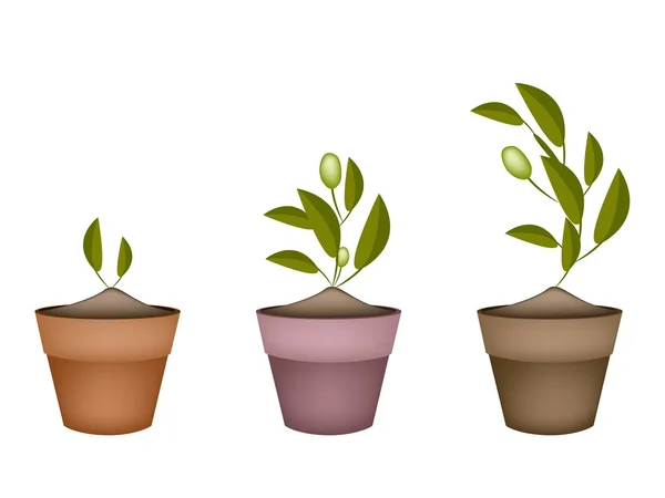 Three Olives Tree in Ceramic Flower Pots — Stock Vector