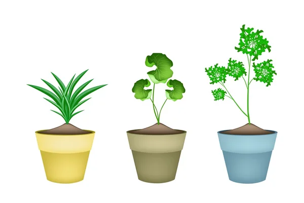 セラミック植木鉢に 3 つの新鮮なハーブ植物 — ストックベクタ