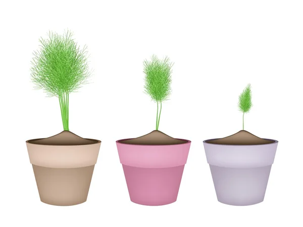 Fresh Green Dill in Ceramic Flower Pots — Stock Vector