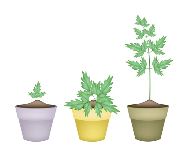 Three Water Dropwort in Ceramic Flower Pots — Stock Vector