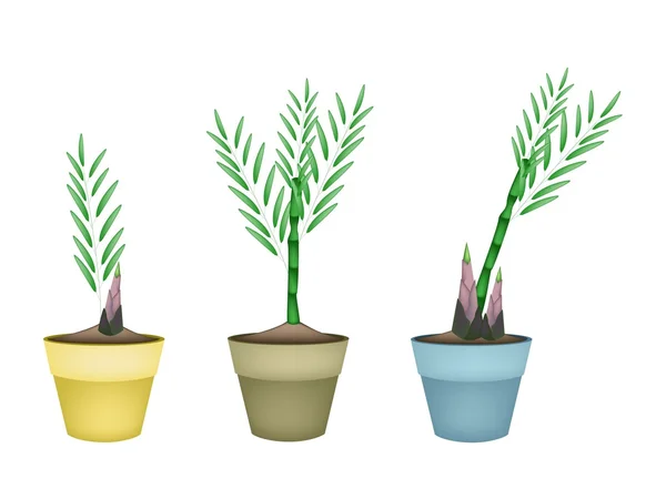 セラミック植木鉢に新鮮な竹の植物 — ストックベクタ