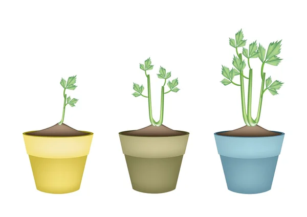 Fresh Celery Root in Ceramic Flower Pots — Stock Vector