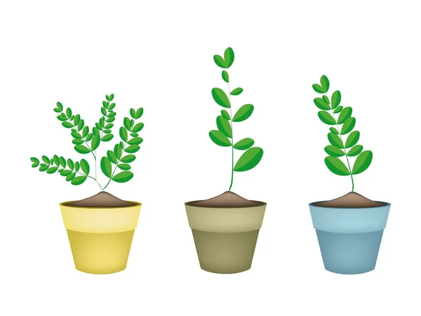 Fresh Moringa Tree in Ceramic Flower Pots — Stock Vector