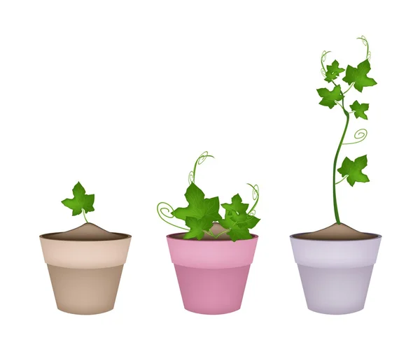 セラミック植木鉢に植物を緑のハヤトウリ — ストックベクタ