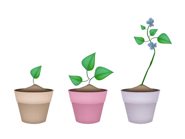 Plantes de haricots ailés dans des pots de fleurs en céramique — Image vectorielle