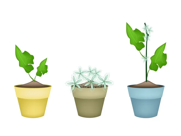 Three Lovely Ivy Gourd in Ceramic Flower Pots — Stock Vector