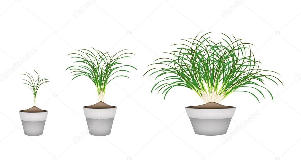 Lemon Grass Plants in Ceramic Flower Pots