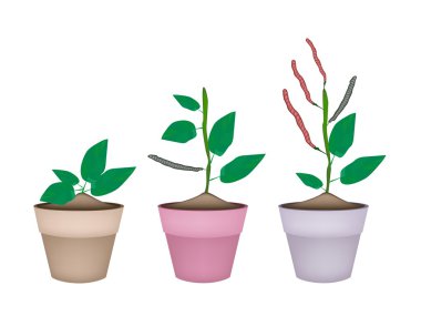 Börülce fabrikasında seramik saksı