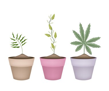 Shampoo Ginger, Cardamom and Cannabis Plant in Pots clipart