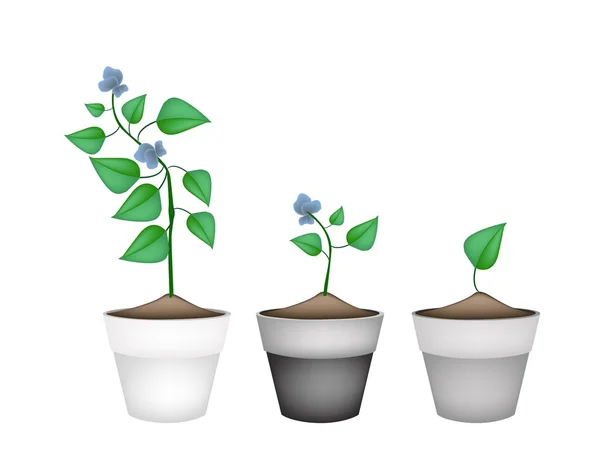Haricots ailés plantes dans des pots de fleurs en céramique — Image vectorielle