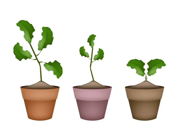 Three Fresh Limes in Ceramic Flower Pots — Stock Vector