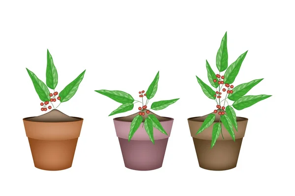 Tiliacora Triandra Plants in Ceramic Flower Pots — Stock Vector