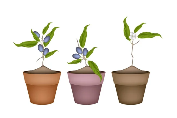Olive Grove Plants in Ceramic Flower Pots — Stock Vector
