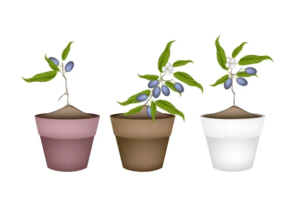 Kinesiska oliv växter i keramik blomma krukor — Stock vektor