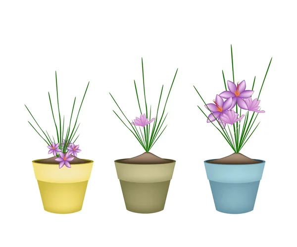 Plantas de Crocus Sativus em vasos cerâmicos de flores — Vetor de Stock