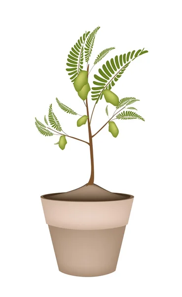 Una planta de guisantes de pollo en macetas de cerámica — Vector de stock