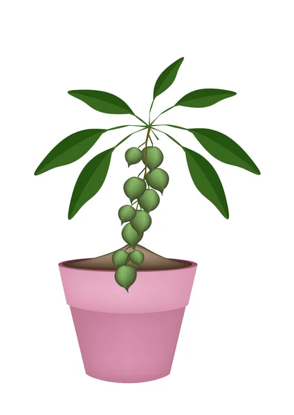 Macadamianötter på gren i keramiska blomkrukor — Stock vektor