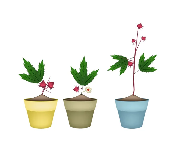 Three Hibiscus Sabdariffa Plant in Ceramic Pots — Stock Vector