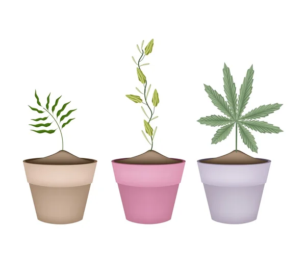 Schampo ingefära, kardemumma och cannabisplantan i krukor — Stock vektor