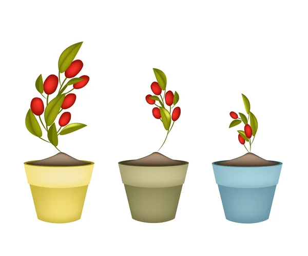 Olives mûres sur branche dans des pots de fleurs en céramique — Image vectorielle
