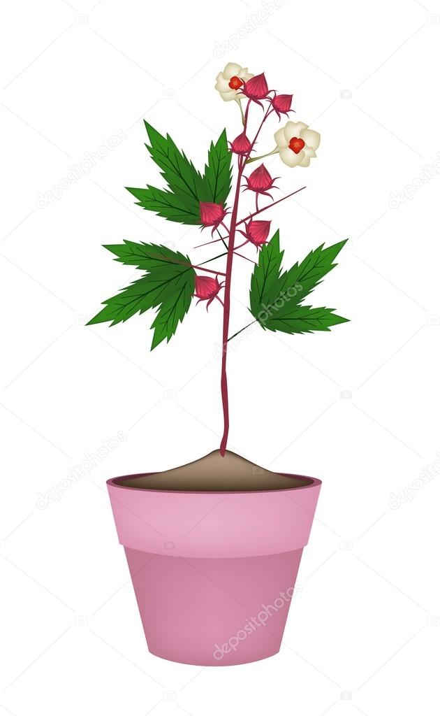 Hibiscus Sabdariffa Plant in Ceramic Flower Pots