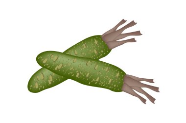 Wasabi Root, Also Known as Japanese Horseradish. clipart