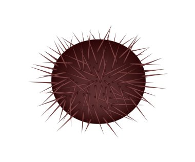 Bir lezzetli deniz kestanesi ya da deniz kirpi