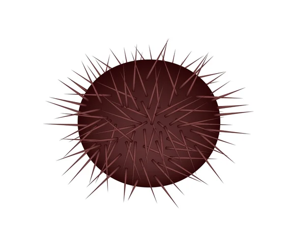 A Delicious Sea Urchin or Sea Hedgehog — Stock Vector