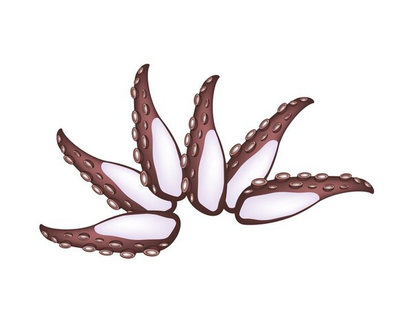 Tako Sashimi or Squid Sashimi on White