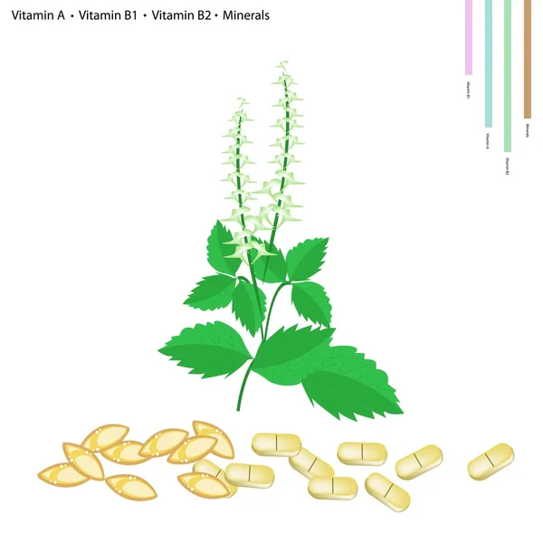 Holy Basil with Vitamin A, B1 and B2 — Stock Vector