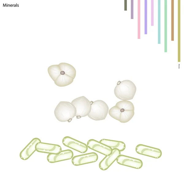 Siamesische Kardamomknollen mit Vitaminen und Mineralien — Stockvektor