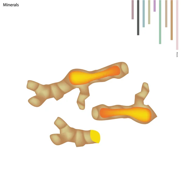 Racines de curcuma frais avec vitamines et minéraux — Image vectorielle