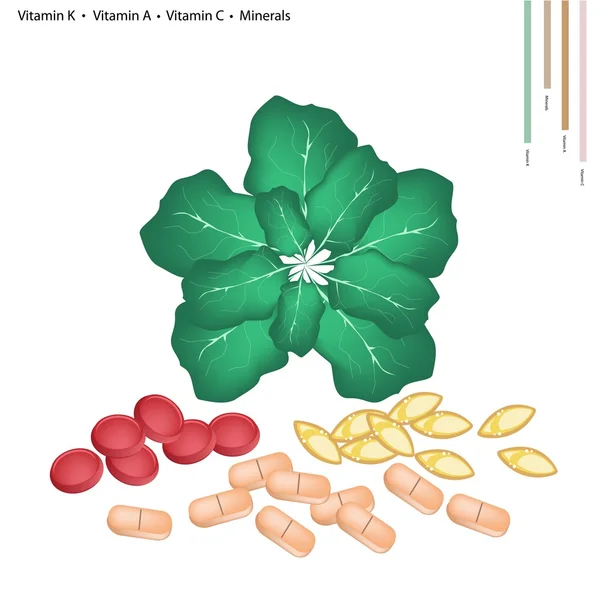 Collard vert aux vitamines K, A et C — Image vectorielle