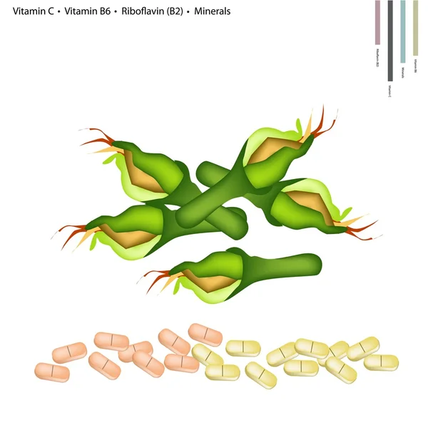 Цвіте цукіні з вітаміном С, В6 та В2 — стоковий вектор