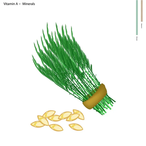 Acacia Pennata con Vitamina A e Minerali — Vettoriale Stock