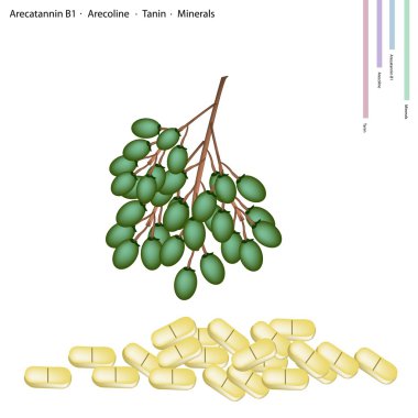 Betel Palm Fruit with Arecatannin B1, Arecoline and Tanin clipart