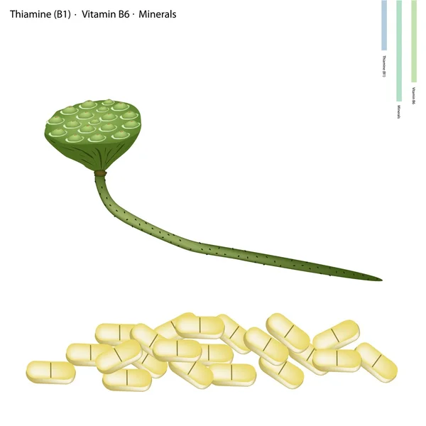 Lotus šešule vitamín b1 a vitaminu b6 — Stockový vektor